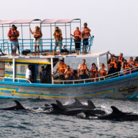 WHALES & DOLPHIN WATCHING